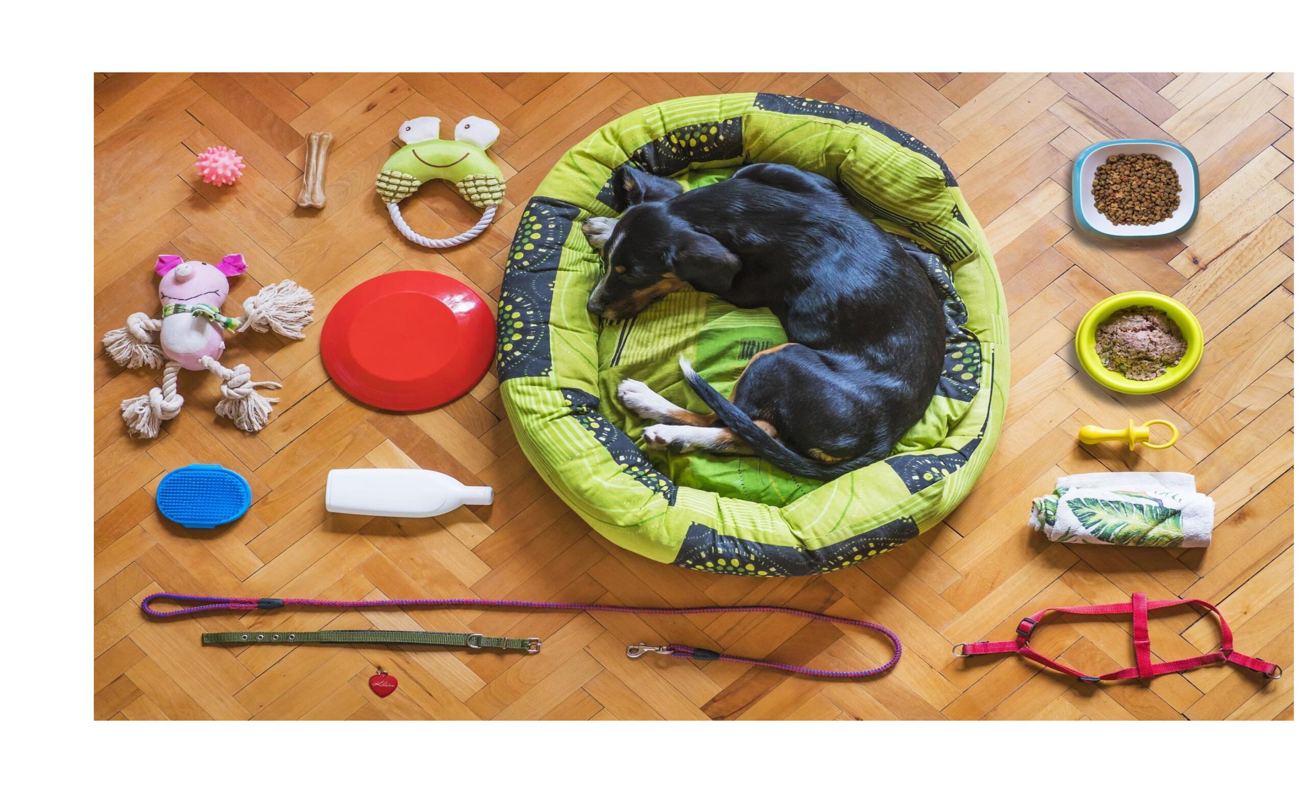 Guli Guli -Pet shop