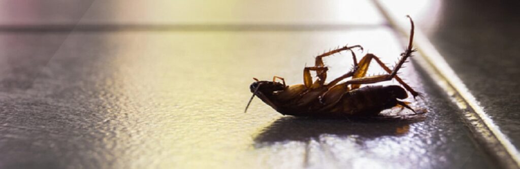 Bugs-and-Beyond-Pest-Control-Service-Cover