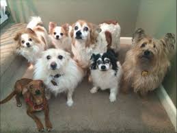 wagalongpetcare-4